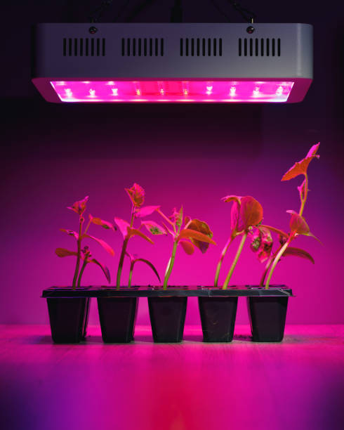 istock cucumber sprouts under led light grow lamp 1278640313