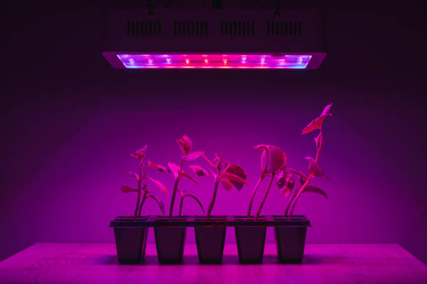 istock cucumber sprouts under led light grow lamp 1278640986