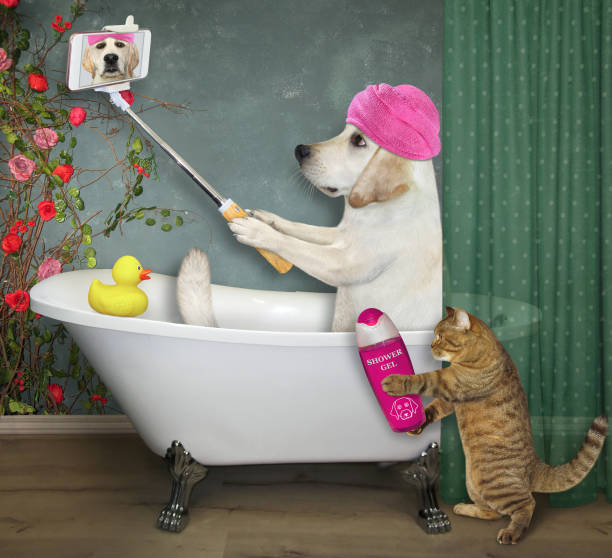 istock Cat helps dog to take bath 1278641351