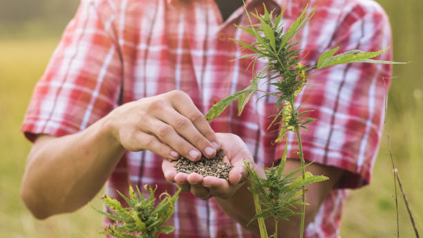 Farmer holding hemp seeds Hemp farmer holding Cannabis seeds in hands on farm field outside. sorrow farmer stock pictures, royalty-free photos & images