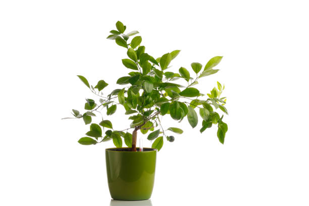 istock green tangerine tree in self watering planter pot, isolated on white 1278642958