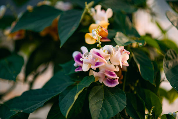 istock Fragrant Vigna Caracalla & Snail Flower & Corkscrew Vine 1278643368