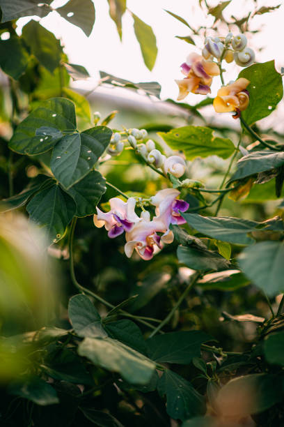 istock Fragrant Vigna Caracalla & Snail Flower & Selluka 1278644574