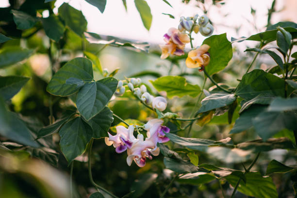 Fragrant Vigna Caracalla & Snail Flower & Corkscrew Vine