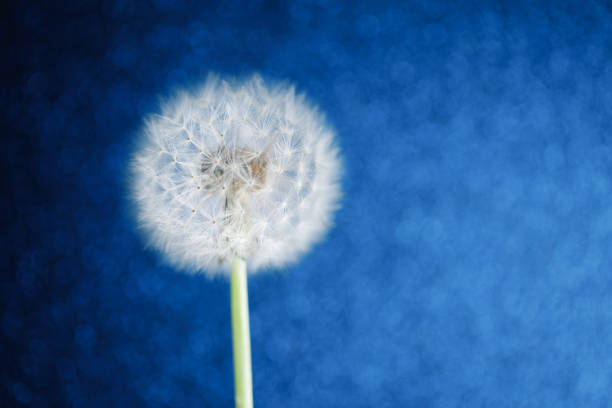 dandelion flower on blue bokeh background