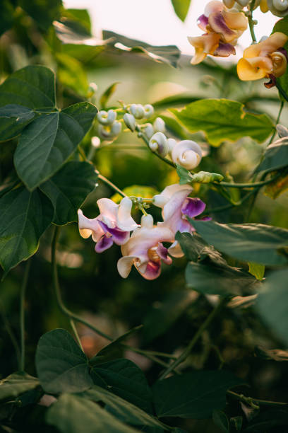 istock Fragrant Vigna Caracalla & Snail Flower & Corkscrew Vine 1278644599