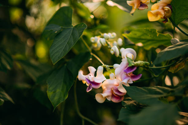 istock Fragrant Vigna Caracalla & Snail Flower & Corkscrew Vine 1278644631