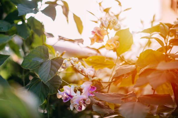 istock Fragrant Vigna Caracalla & Snail Flower & Selluka 1278644635