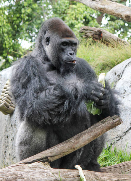goryl - gorilla zoo animal silverback gorilla zdjęcia i obrazy z banku zdjęć
