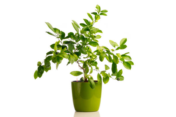 istock green tangerine tree in self watering planter pot, isolated on white 1278644934