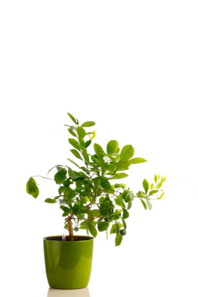 istock green tangerine tree in self watering planter pot, isolated on white 1278644966