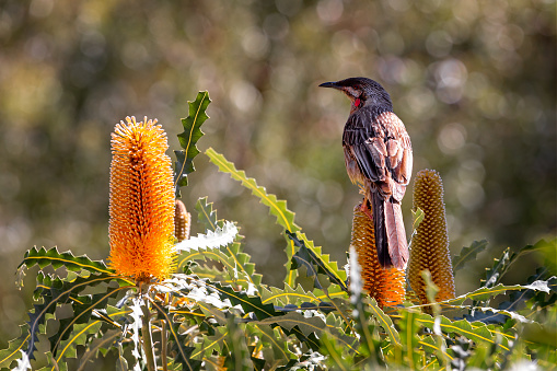 Close up of colourful Australian Red Wattle Bird perched on brilliant yellow Banksia flower
