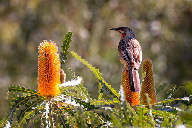 Close up of Australian Red Wattle Bird perched on brilliant yellow Banksia flower stock photo