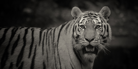 A Tiger picture in sepia toning.