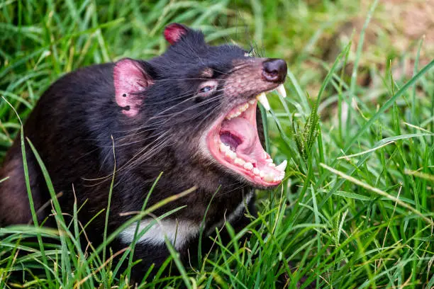 Close up of snarling  Tasmanian Devil with jaws wide open