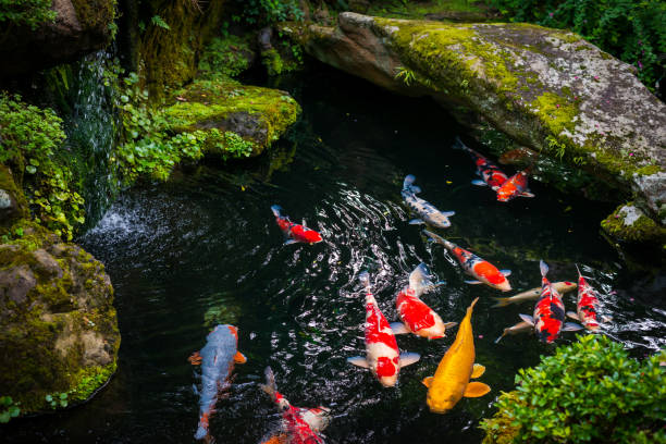 istock Beautiful Koi pond japan 1278647778