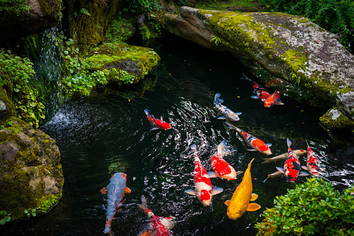 Beautiful Koi pond japan