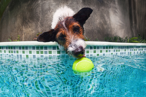 Funny photo of jack russell terrier puppy playing with fun in swimming pool - jump, dive deep down to fetch ball. Activities, training classes with family pets. Popular dog breeds on summer vacation.
