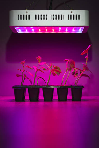 istock cucumber sprouts under led light grow lamp 1278648333