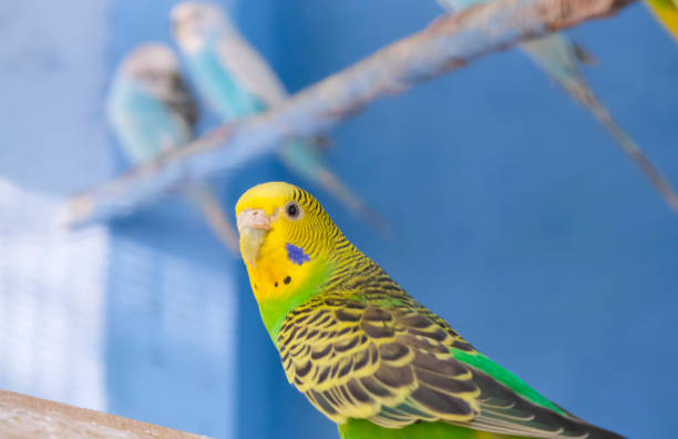 istock Green budgie in an enclosure at the zoo 1278649655