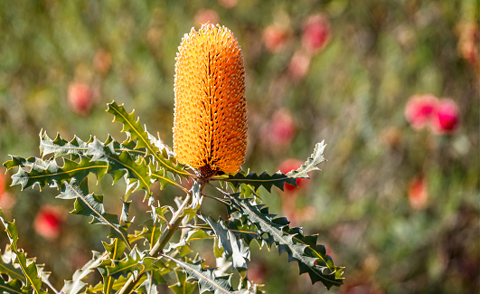 Close up of vibrant yellow Western Australian Ashby's banksia flower head