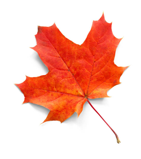 istock Autumn maple leaf isolated on white background with shadows, clipping path  for isolation without shadows on white 1278650833