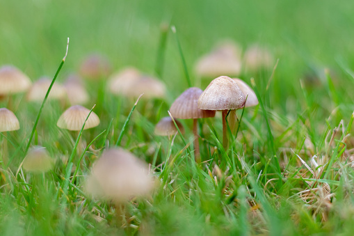 Mushrooms in the lawn