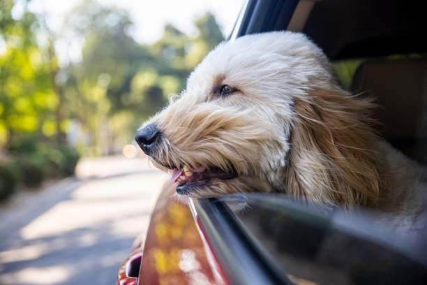 istock Dog Riding in Car With Window Open 1278653413