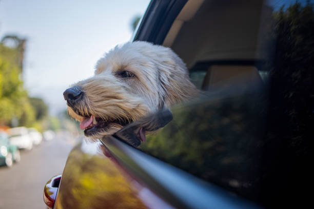 istock Dog Riding in Car With Window Open 1278653462