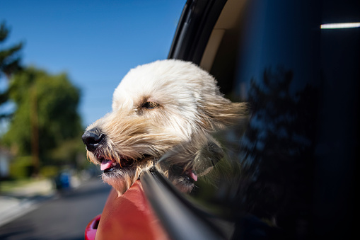 A dog riding with his head out the window