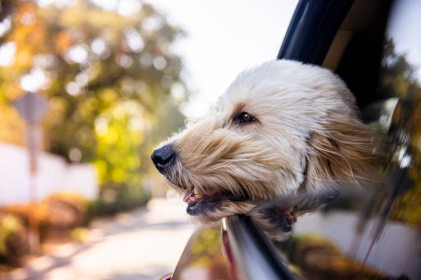 équitation de chien dans la voiture avec la fenêtre ouverte - air travel photos et images de collection