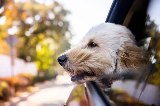 Photo of Dog Riding in Car With Window Open