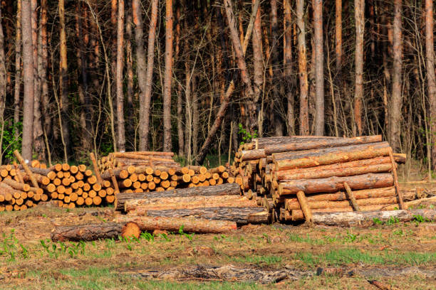 istock Stacked tree trunks felled by the logging timber industry in pine forest 1278655219