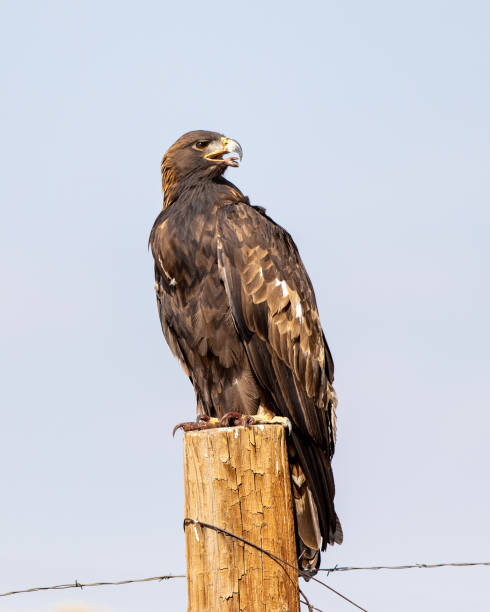 A golden eagle perched atop a fence post A near photo of a golden eagle panting in the heat atop a rural fence post perching stock pictures, royalty-free photos & images