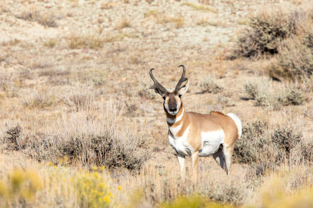 istock Pronghorn buck in full alert 1278655326