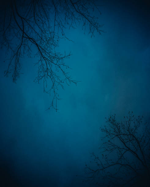 Night Silhouette of Tree Branches against Dramatic  Twilight Teal Aqua Sky - Copy Space