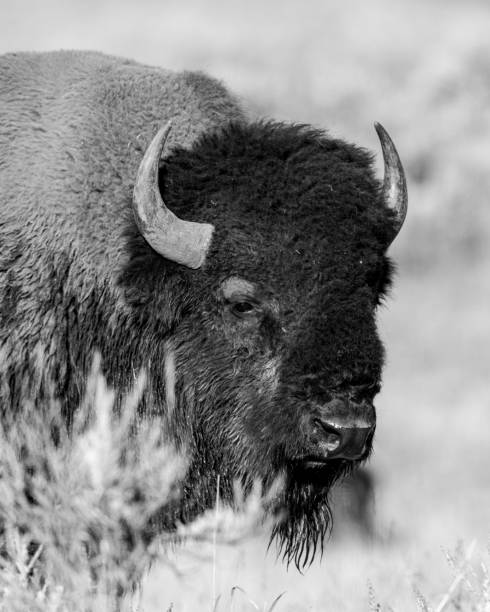 istock Black and white portrait of american bison (buffalo) 1278657234