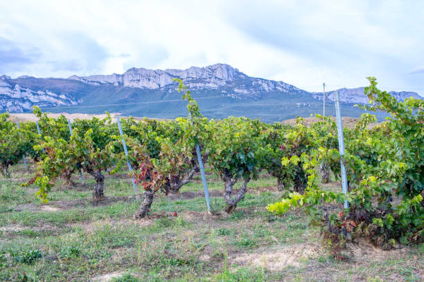 Vineyard and mountains, Rioja Alavesa. Spain