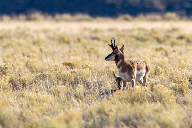 istock Pronghorn buck with doe 1278657399