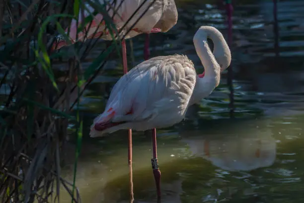 Photo of Flamingo bird in color summer sunny morning near water