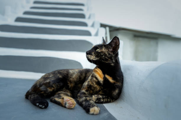 istock Cat with yellow eyes lying on a grey and white stairs 1278658334