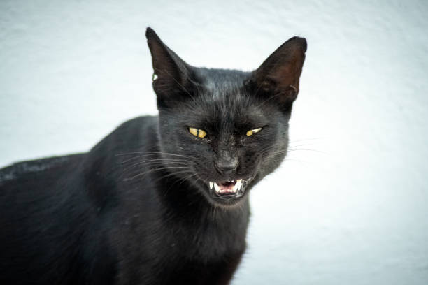 istock Cat with yellow eyes showing fangs 1278658336
