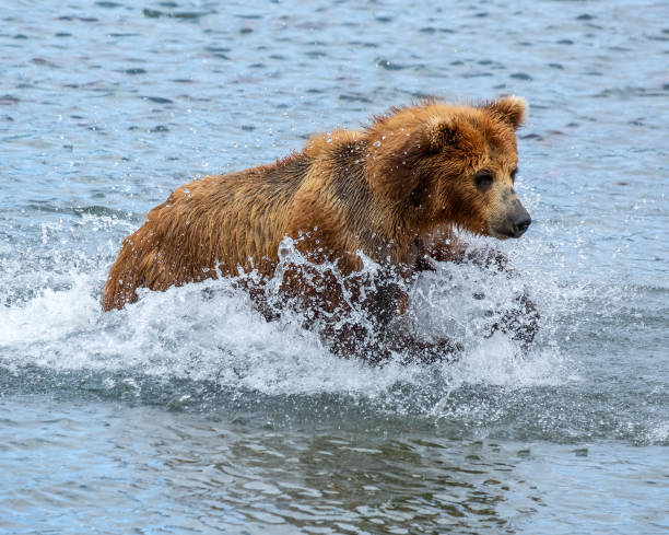 istock Brown bear hunts for salmon 1278658622