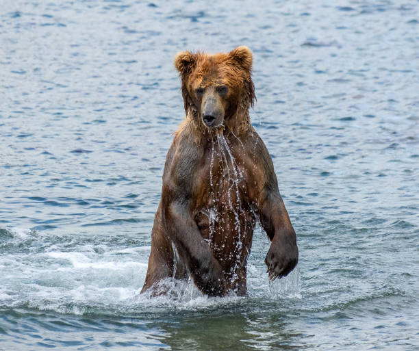 istock Brown bear standing in water 1278658660