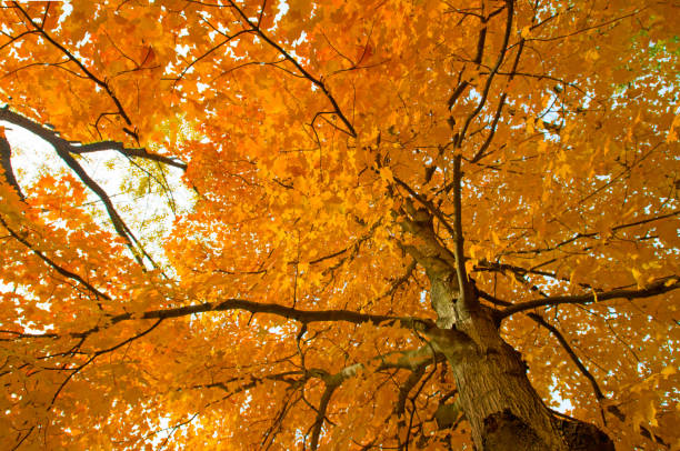 istock Fall Colors-Leaves- Howard County Indiana 1278659787