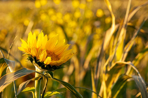 istock Blooming Sunflower Cover-Crop 1278659804