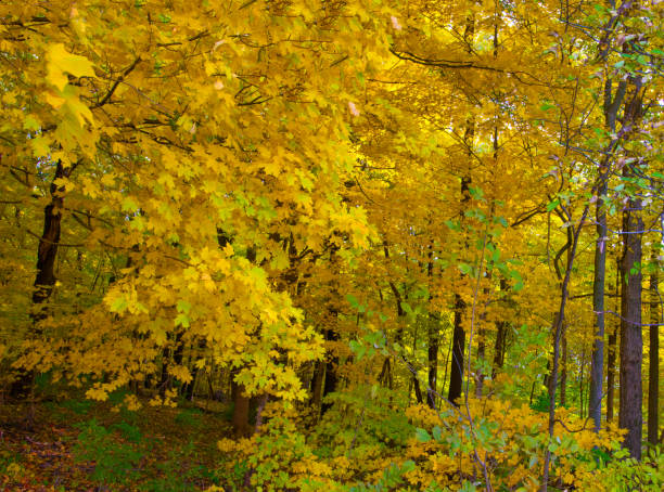 Fall Leaves on a small stream-Howard County Indiana