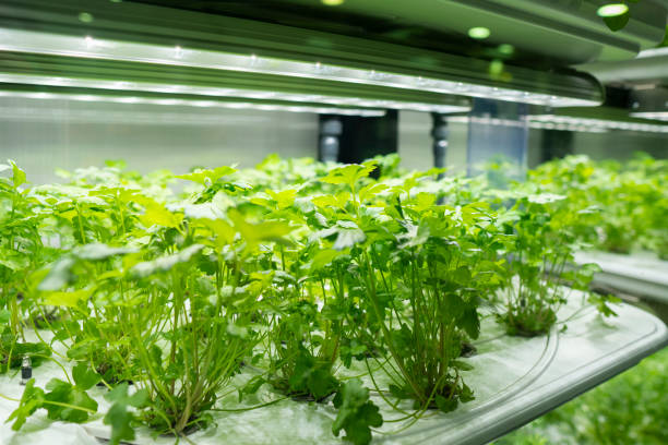 istock Plant row Grow with Led Light Indoor Technology artificial 1278659891