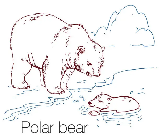 Vector illustration of Polar bear hand drawn vector illustration