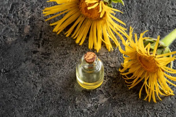 A bottle of essential oil with fresh elecampane, or Inula helenium flowers